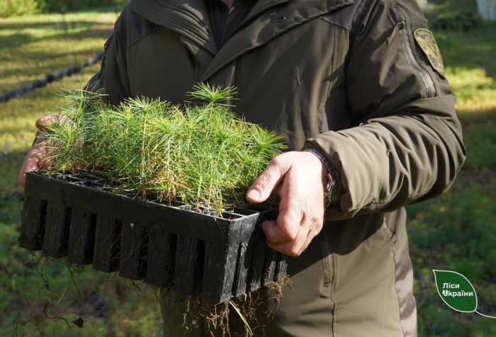 Весняна лісокультурна кампанія 2026: лісівники "Карпатського лісового офісу" висадять 142 тис. сіянців із ЗКС