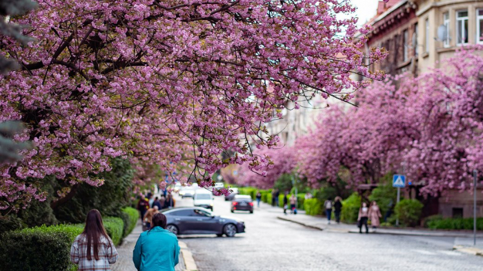 Коли розпочнеться сезон цвітіння сакур в Ужгороді
