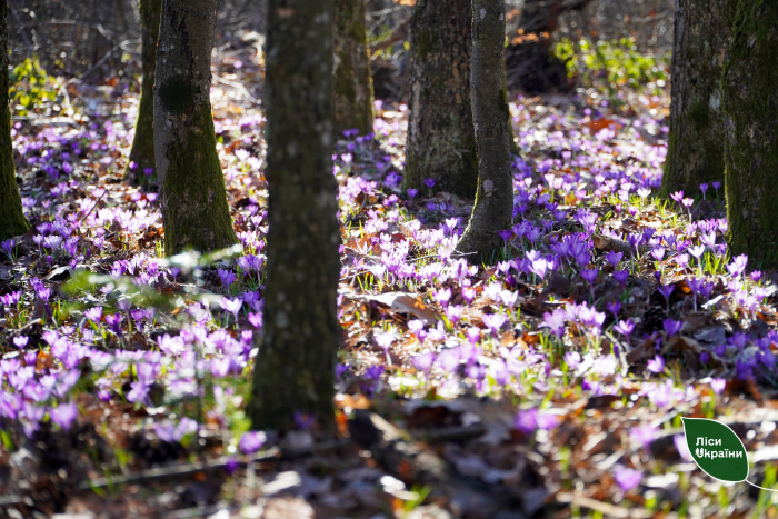 Весна на Закарпатті заявила про свої права – у краї розпочався шафрановий сезон (ФОТО)