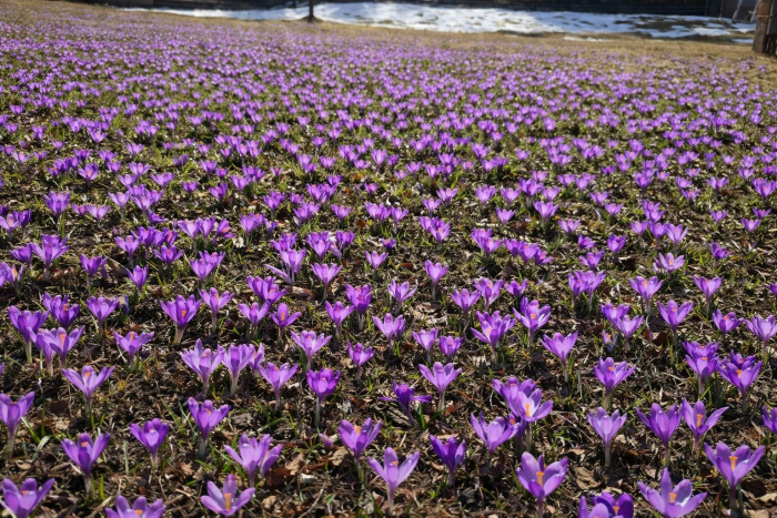 Провісники весни у Карпатах: у Нацпарку «Синевир» розквітають первоцвіти