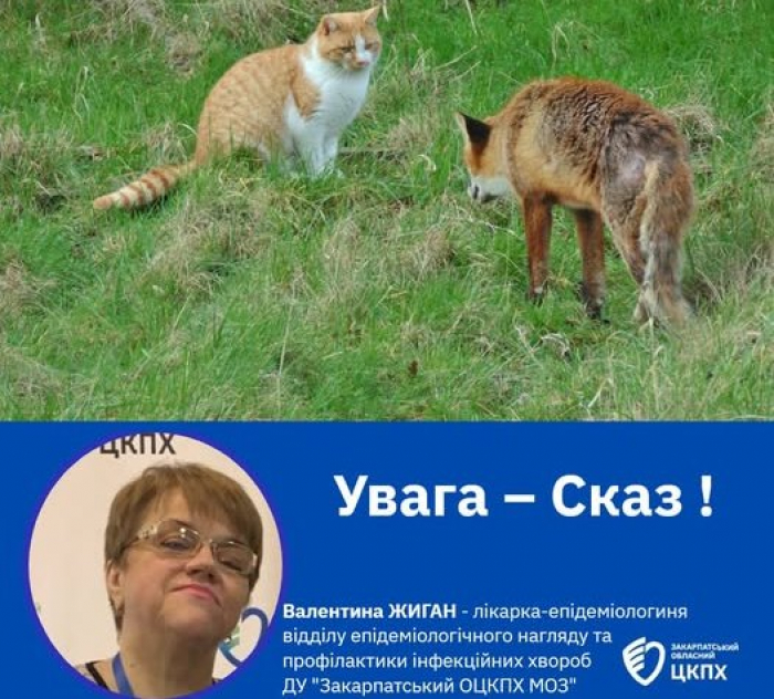 Сім випадків сказу виявили на Закарпатті з початку року
