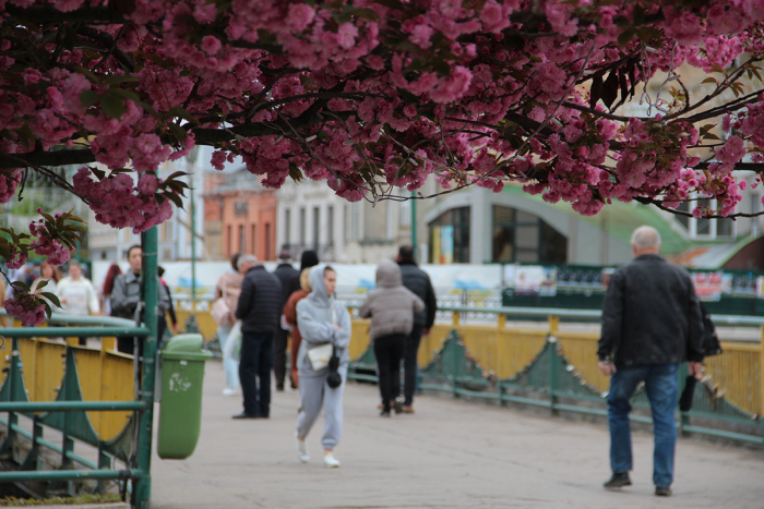 Сезон сакури в Ужгороді 2026: де шукати?
