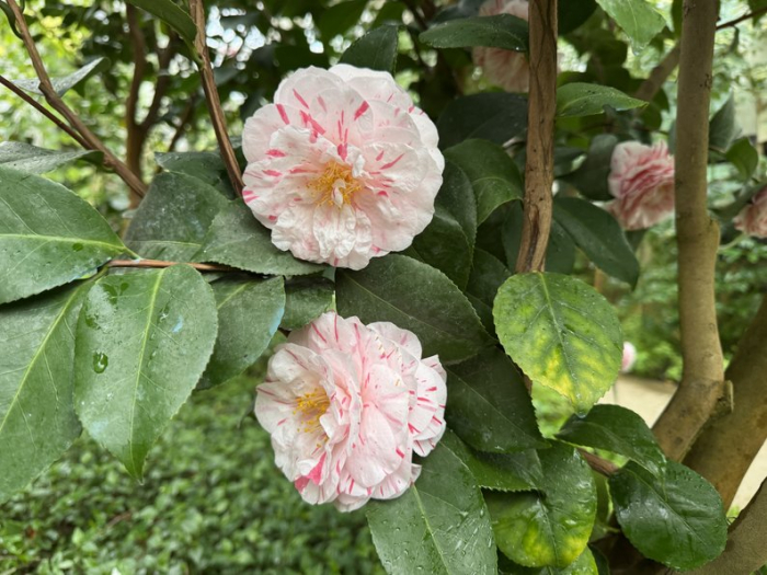 Квітковий сезон стартував: що вже цвіте в ботанічному саду УжНУ