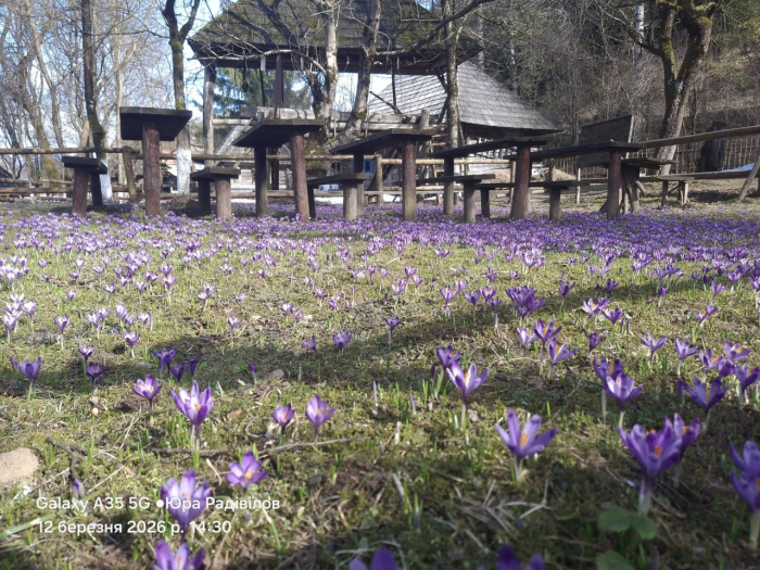 У Колочаві починають цвісти крокуси: у Карпатах прокидається весна