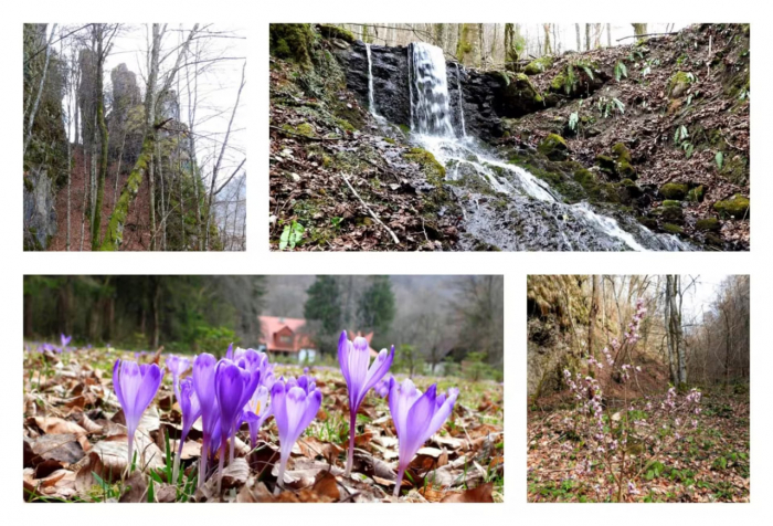 На Рахівщині відкривають сезон у Кузії: первоцвіти і маршрут до Соколиного Берда