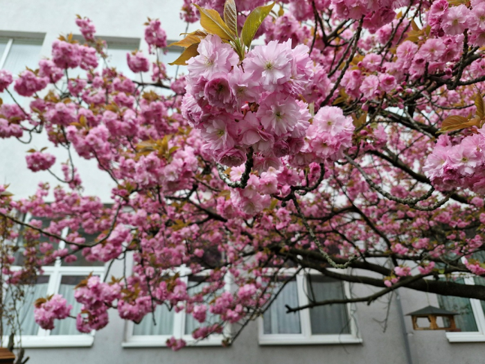 В Ужгороді розпочалося масове цвітіння сакур: де шукати локації для фото
