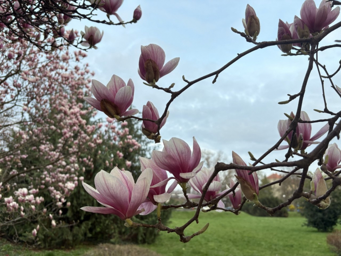 Ужгород може стати містом 1000 магнолій
