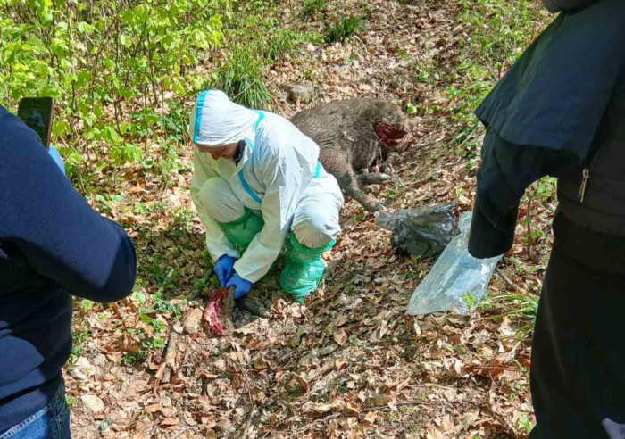 Чутки про «масову загибель» не підтверджено: На Закарпатті перевіряють випадок загибелі дикого кабана