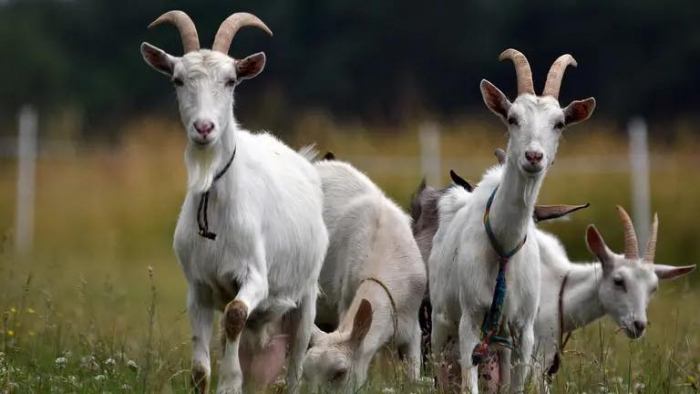 Фермери Закарпаття можуть отримати державну підтримку

