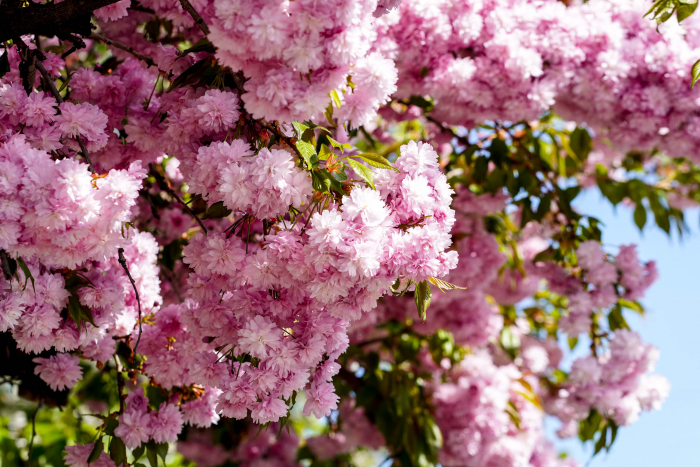 Ужгород готується до піку цвітіння сакур 