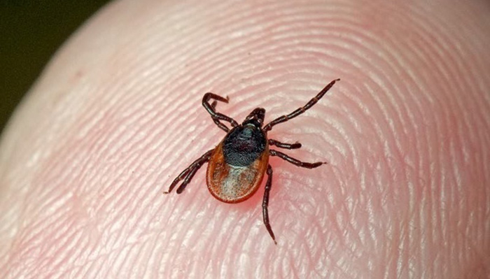 Кліщі активізувалися: що варто знати, щоб уберегтися