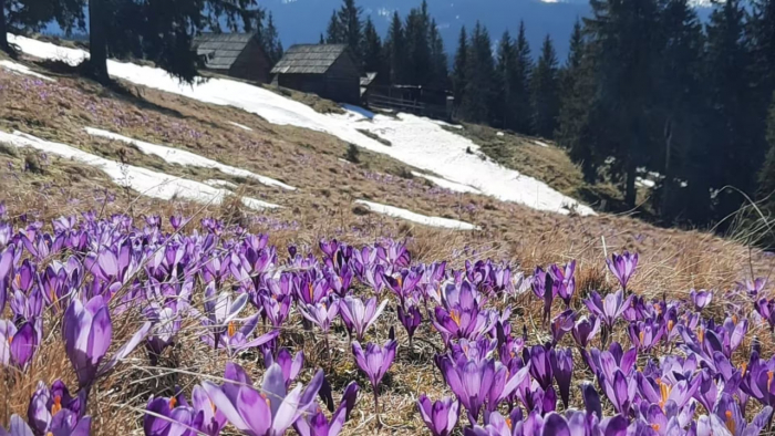 У Карпатах розпочалося масове цвітіння крокусів