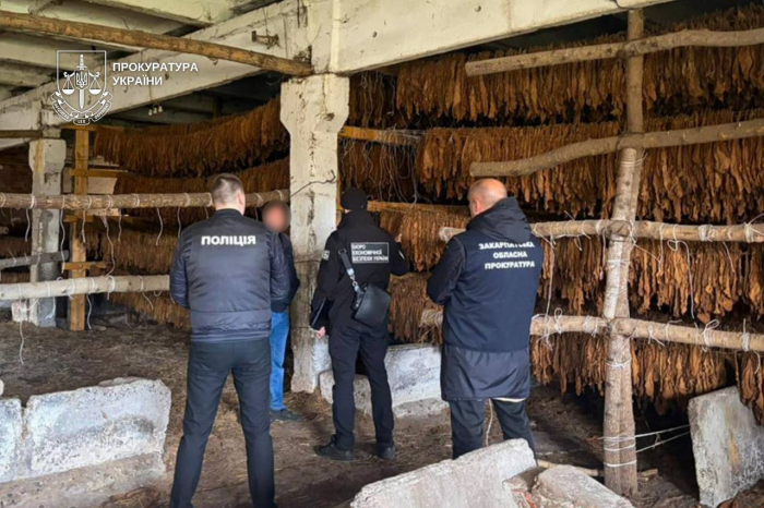 8,3 тонни тютюну і 25 гектарів посівів: на заході України, зокрема й на Закарпатті, викрито нелегальний бізнес