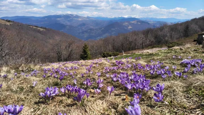 Краса неймовірна: на високогір'ї Карпат розпочалося масове цвітіння шафранів (ФОТО)
