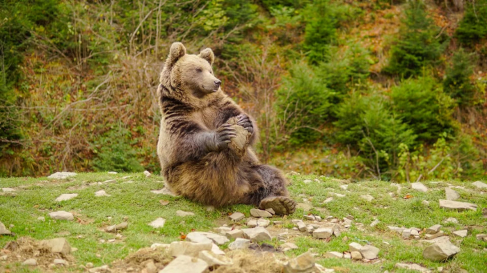 Із початку року природні парки Закарпаття відвідали 13 тисяч туристів