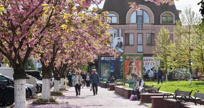 Сакури дійшли до Тячева: Закарпаття продовжує весняне цвітіння 