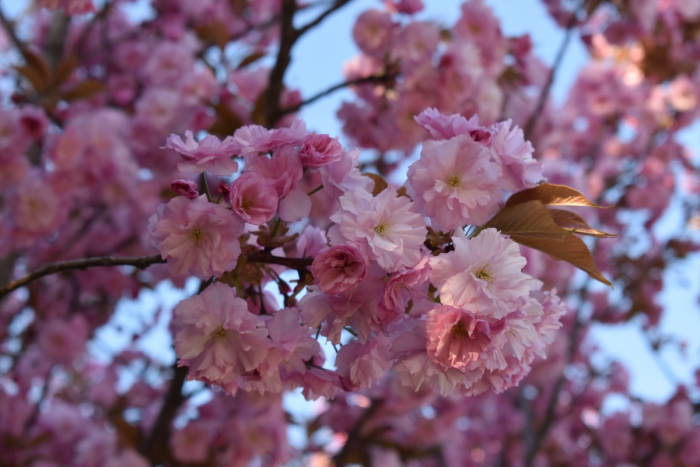Рожевий креатив: 10 найпопулярніших поз для фотосесій із сакурою
