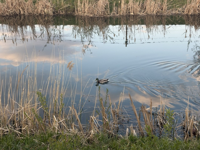 Трагедія на Тячівщині: у водоймі виявили тіло чоловіка, поліція з’ясовує обставини