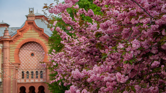 У Закарпатській філармонії запустили відкриті екскурсії для відвідувачів: що можна побачити
