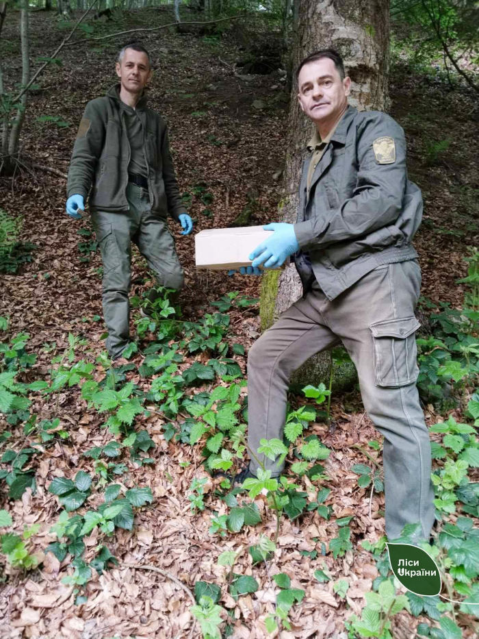 Лісівники Карпатської філії проводять пероральну вакцинацію диких тварин


