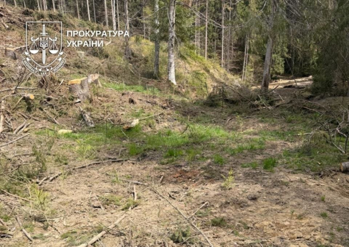 Лісопродукція зникала після офіційної рубки: на Закарпатті повідомлено про підозру майстру лісозаготівель