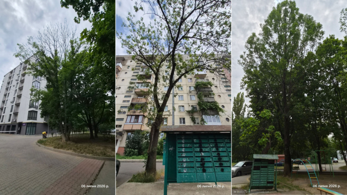 В Ужгороді на одній із вулиць запроваджено карантинний режим через виявлення небезпечного шкідника ясенів