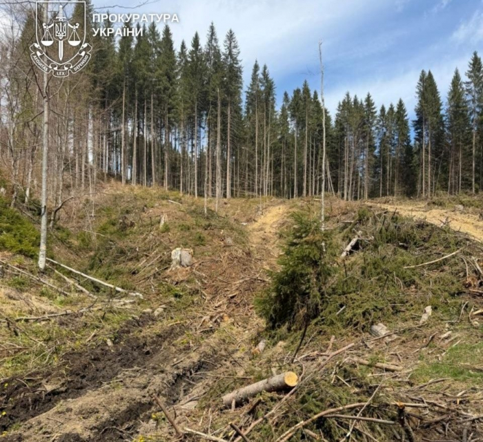 На Закарпатті судитимуть майстра лісозаготівель за розтрату деревини на Рахівщині