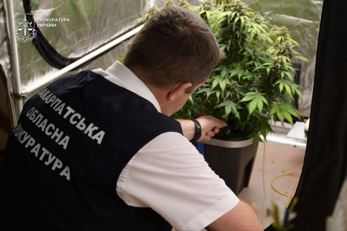 Від "галюциногенного печива" до домашніх плантацій: на Закарпатті викрили місця незаконного вирощування і зберігання наркотиків